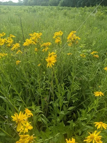 Yellow Crownbeard