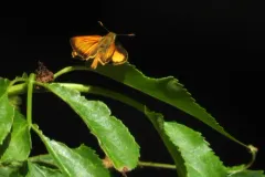 Taxiles Skipper thumbnail 3