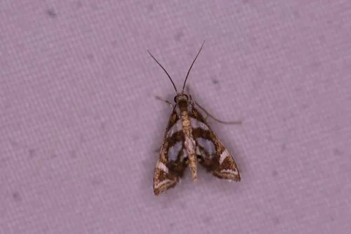 Bold Medicine Moth