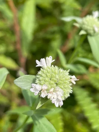 Torrey's Mountainmint
