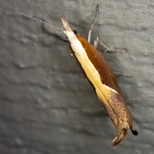 Honeysuckle Moth