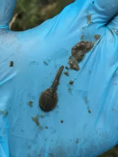 Longtail Tadpole Shrimp thumbnail 3