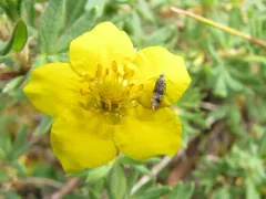 Tinagma dryadis thumbnail 2
