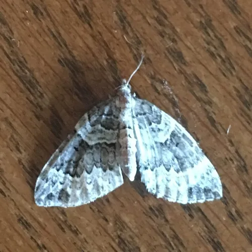 White Eulithis Moth