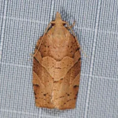 Woodgrain Leafroller Moth thumbnail 3