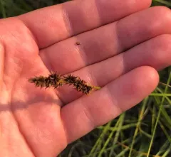 lesser tussock sedge thumbnail 4