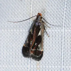 Shining Dichomeris Moth thumbnail 2