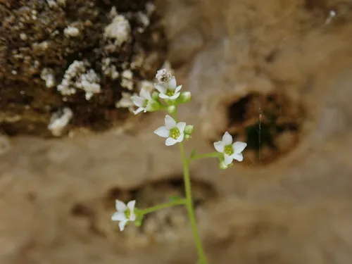 Hapeman's Coolwort