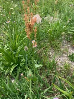 alpine sheep sorrel thumbnail 3