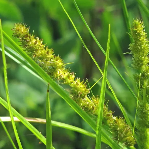 fox sedge