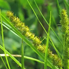 fox sedge thumbnail 1