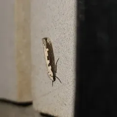 Viper's Bugloss Moth thumbnail 2