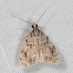 Many-spotted Scoparia Moth thumbnail 2