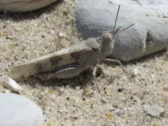 Lake Huron Locust thumbnail 1