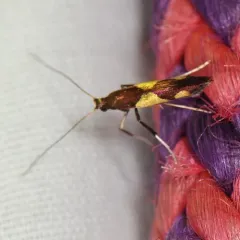 Maple Caloptilia Moth thumbnail 1