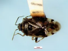 Deraeocoris aphidiphagus thumbnail 4
