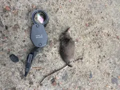 Eastern Water Shrew thumbnail 2