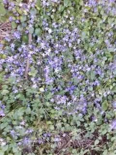 Trailing bellflower thumbnail 1