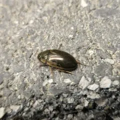 Lateral-lined Water Beetle thumbnail 3