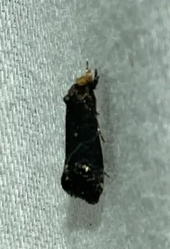 Pelecystola nearctica thumbnail 4