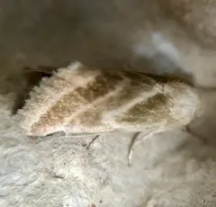 Three-lined Flower Moth thumbnail 4