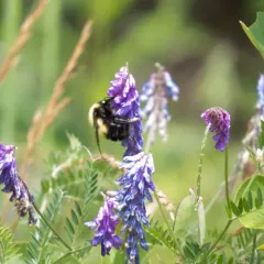 Perplexing Bumble Bee thumbnail 2