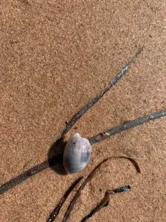 Solitary Glassy-bubble thumbnail 4