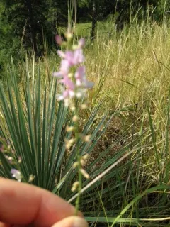 Slender Milkvetch thumbnail 2