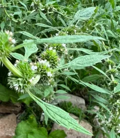 False Motherwort thumbnail 3