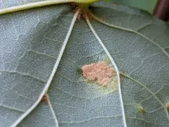 Lime Felt Gall Mite thumbnail 3