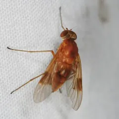 Quadrate Snipe Fly thumbnail 3