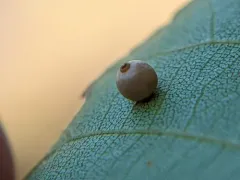 Caryomyia leviglobus thumbnail 1