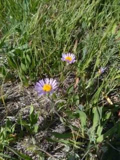 Soft Aster thumbnail 2
