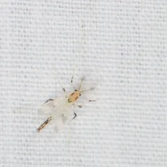 Stenochironomus pulchripennis thumbnail 3