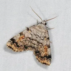 American Idia Moth thumbnail 4