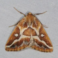 Brown Pine Looper Moth thumbnail 3