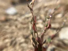 Mrs. Austin's knotweed thumbnail 4