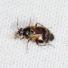 Deraeocoris nubilus thumbnail 3