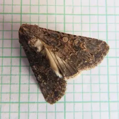 Nutmeg Moth thumbnail 4