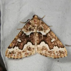 Gray Spruce Looper Moth thumbnail 3