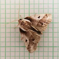 Doubleday's Baileya Moth thumbnail 2