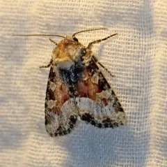Bridgham's Brocade Moth thumbnail 1