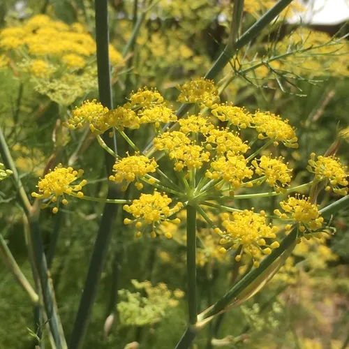 fennel