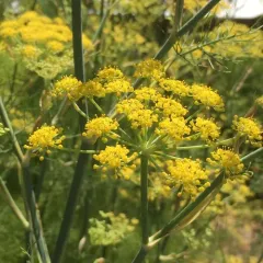 fennel thumbnail 1