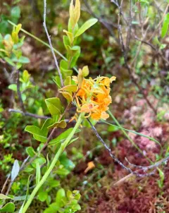 orange-fringed orchid thumbnail 2