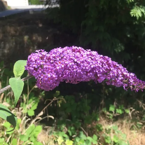 Butterfly bush