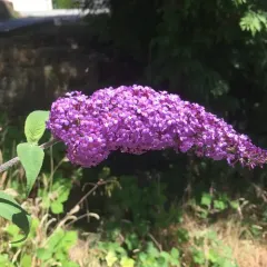 Butterfly bush thumbnail 1