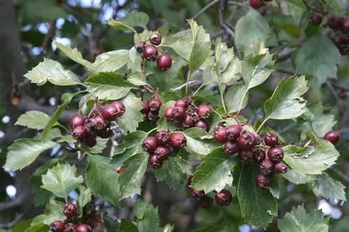 Elkwater Hawthorn