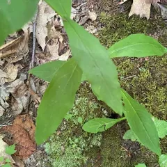 Panicled Hawkweed thumbnail 3