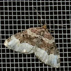 American Sharp-angled Carpet thumbnail 4